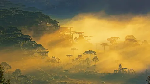 Pinheiros de araucária em um amanhecer enevoado, paisagem próxima a Gramado, Rio Grande do Sul (© iStock/Getty Images Plus/Getty Images)