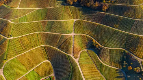 Aerial view of vineyards in autumn, Varnhalt, Black Forest, Germany (© Sabine Gerold/Amazing Aerial Agency)