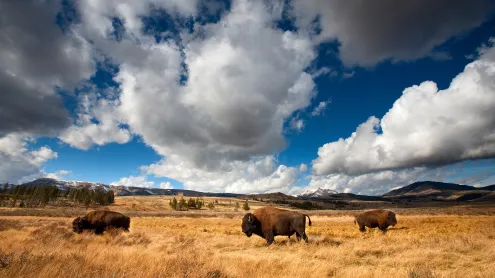 American bison in Yellowstone National Park, Wyoming (© Ian Shive/TANDEM Stills + Motion)