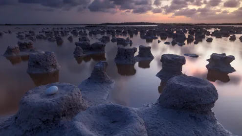Caribbean flamingo nests, Ría Lagartos Biosphere Reserve, Yucatán, Mexico (© Claudio Contreras/Minden Pictures)