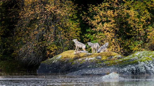 Vancouver Coastal Sea wolves in Great Bear Rainforest, British Columbia, Canada (© Nick Garbutt/Alamy)