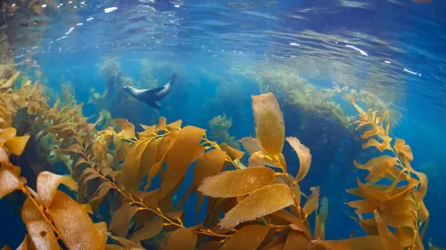 California sea lion in a forest of giant kelp, Baja California, Mexico (© Claudio Contreras/Minden Pictures)