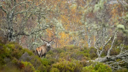 Red deer stag in the Caledonian Forest, Glen Affric, Scottish Highlands (© Terry Whittaker/Alamy)