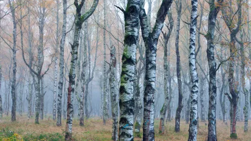 Weißbirkenwald (Betula pendula) im Herbstnebel, Deutschland (© Duncan Usher/Minden Pictures)