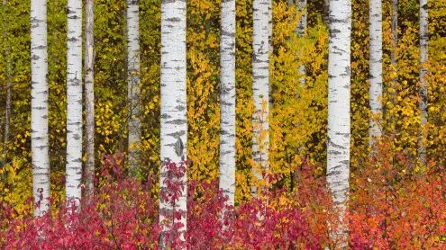 Aspen trees in autumn, Stewart-Cassiar Highway, British Columbia, Canada (© Yva Momatiuk and John Eastcott/Minden Pictures)