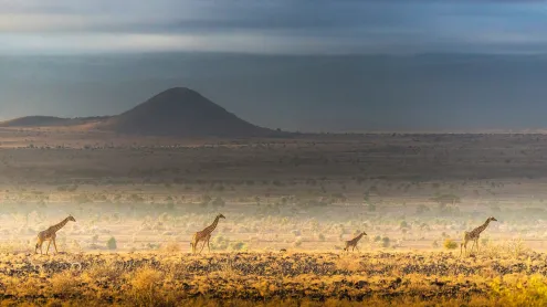 Masai giraffes, Amboseli National Park, Kenya (© Art Wolfe/DanitaDelimont.com)
