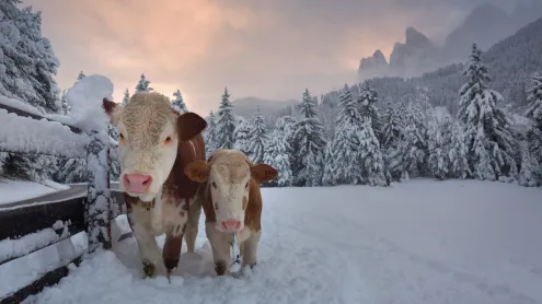 Mucche in una valle alpina a Santa Maddalena, Val di Funes, Dolomiti, Italia (© Smelov/Shutterstock)