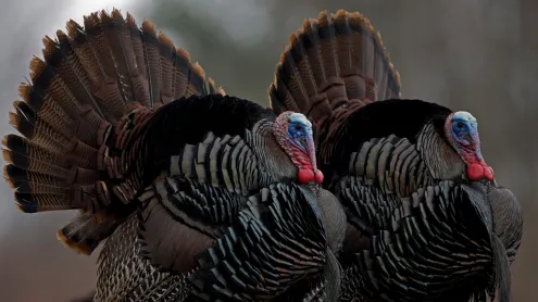 Wild turkeys, New York (© John Cancalosi/Alamy)