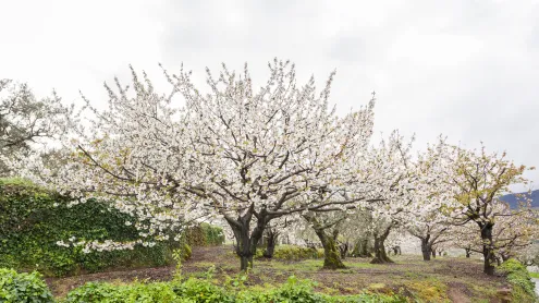 Cerezos en flor en el Valle del Jerte, Cáceres, España (© Mario Elias Munoz Valencia/iStock/Getty Images)