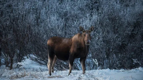 Female moose, Denali National Park, Alaska (© Cavan Images/Alamy)