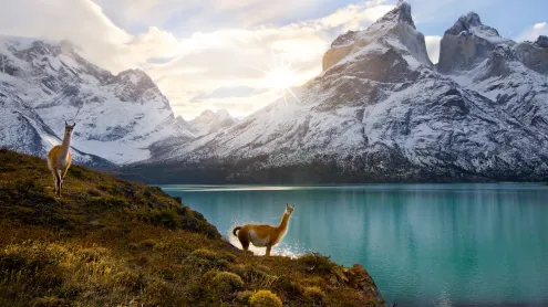 Guanacos, Torres del Paine National Park, Chile (© Floris van Breugel/NPL/Minden Pictures)
