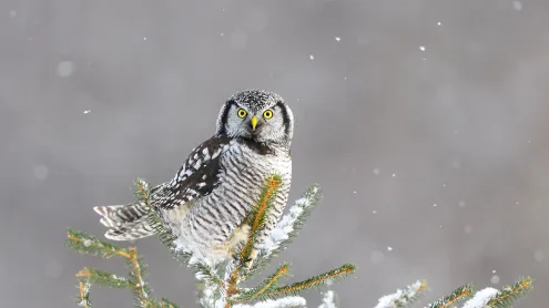 Northern hawk-owl, Canada (© pchoui/Getty Images)