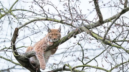 Lynx de Boréal perché dans un arbre, France (© Marc Chesneau/Getty Images)