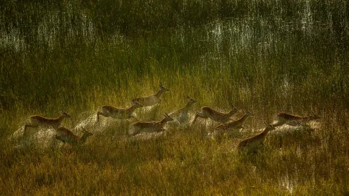 Red lechwe herd crossing marshy plain of Okavango Delta, Botswana (© Ibrahim Suha Derbent/Getty Images)
