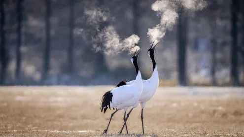 Red-crowned cranes in Kushiro, Hokkaido, Japan (© Wirestock, Inc./Alamy)