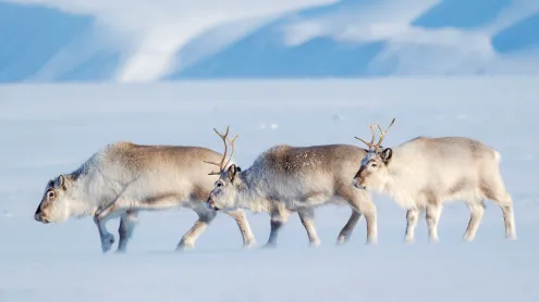 Svalbard reindeer in Van Mijenfjorden NP, Norway (© Martin Zwick/REDA&CO/Universal Images Group via Getty Images)