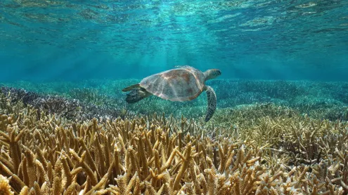 A green sea turtle swims in the Pacific Ocean near the French special collectivity of New Caledonia (© Damsea/Shutterstock)