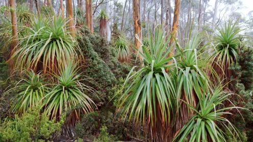 Tasmanian snow gum and pandani plants near Lake Dobson, Mount Field National Park, Tasmania, Australia (© Whitworth Images/Getty Images)