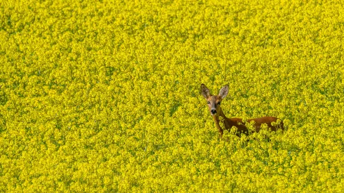Une biche dans un champ de colza, lac de Serre-Ponçon, Chorges, Hautes-Alpes, France (© Alain Bachellier/Getty Images)