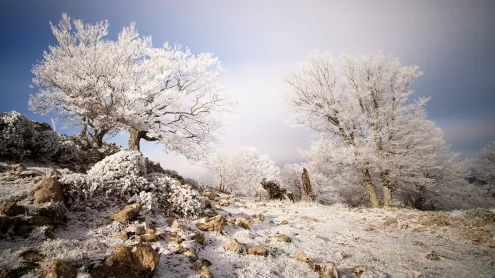 Árboles escarchados en la Sierra de Aralar, Navarra, España (© Iñaki Tejerina/Moment/Getty Images)