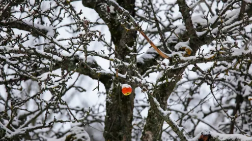 Apfel hängt an einem verschneiten Baum, Deutschland (© Westend61/Getty Images)