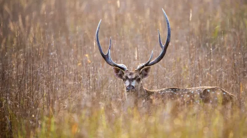 Chital, Bandhavgarh National Park, Madhya Pradesh (© James Warwick/Getty Images)