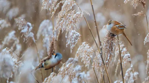 Bartmeisen (Panurus biarmicus) Männchen und Weibchen auf Nahrungssuche in verschneiten Schilfrohren, Baden-Wuerttemberg (© Martin Grimm/Alamy Stock Photo)