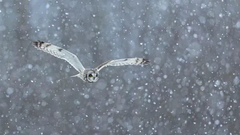 Short-eared owl hunting in heavy snow (© Dilshan Muthalib/Getty Images)