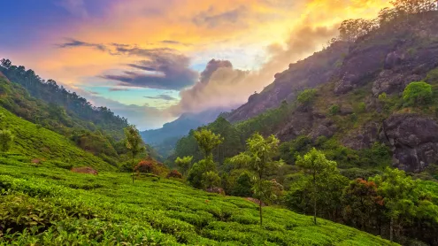 Tea plantation near Munnar, Kerala, India (© Peter Zelei Images/Getty Images)