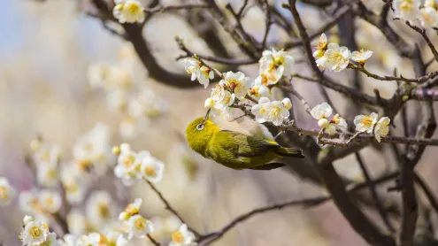 梅の花で吸蜜するメジロ (© yankane/shutterstock)