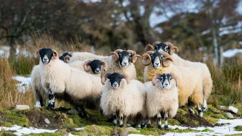 Scottish Blackface sheep, Aberdeenshire, Scotland  (© Mike Powles/Getty Images)