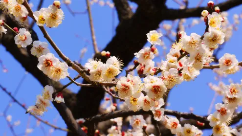 春の訪れを告げる梅の花, 茨城県 水戸市 (© dekitateyo/shutterstock)