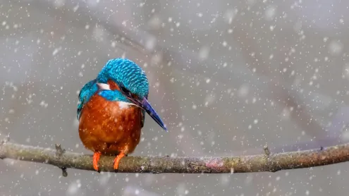 A kingfisher perched on a branch (© NJphoto/Alamy Stock Photo)