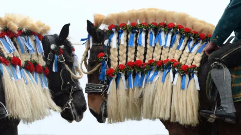 Traunsteiner Pferde beim traditionellen St. Georgi-Ritt am Ostermontag in bayerischen Farben geschmückt, Deutschland (© Christof Stache/AFP via Getty Images)