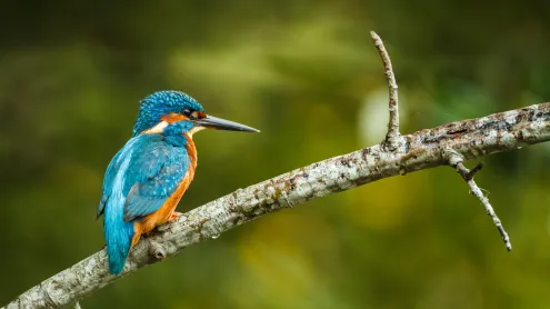 Martin-pêcheur d'Europe sur une branche (© Javier Fernández Sánchez/Getty Images)
