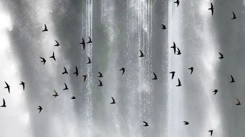 Bando de andorinhões-velhos (Cypseloides senex) em frente às Cataratas do Iguaçu, Paraná (© Angelo Gandolfi/Minden PIctures)