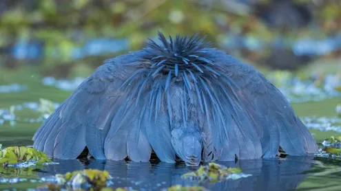 A black heron canopy feeding, Chobe National Park, Botswana (© Paul Souders/Minden Pictures)