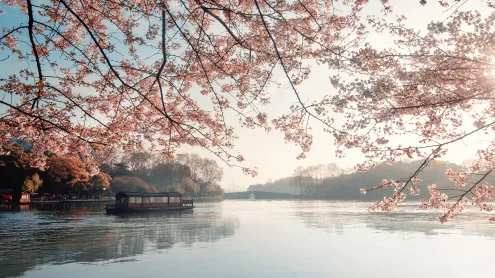 美丽盛开的樱花，杭州的春天，中国 (© zhang shuang/Getty Images)