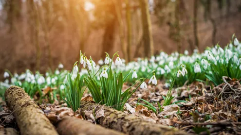 Schneeglöckchen blühen im Wald (© gehringj/Getty Images)