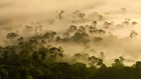 Mist over a lowland rainforest, Danum Valley, Sabah, Borneo, Malaysia (© Nick Garbutt/Alamy)