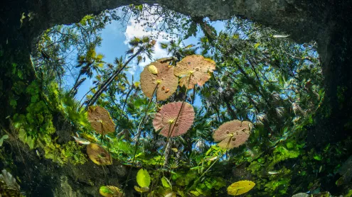 Water lilies at the surface of Cenote Nicte-Ha, Tulum, Mexico (© Franco Banfi/NPL/Minden Pictures)