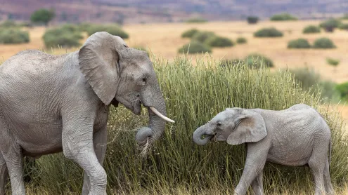 Desert elephant with calf feeding on tall grass, Namibia (© Christophe Courteau/Minden Pictures)