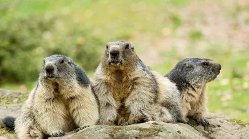 Marmottes des Alpes, Marmota Marmota, Hautes Pyrénées (© Yann Guichaoua-Photos/Getty Images)