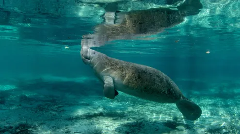 Manatee in Three Sisters Springs, Crystal River National Wildlife Refuge, Florida (© Stephen Frink/Getty Images)