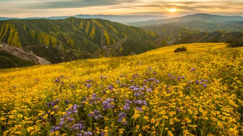 Superbloom in Carrizo Plain National Monument, California (© Robb Hirsch/TANDEM Stills + Motion)