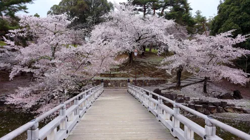 奈良公園, 奈良県 奈良市 (© AaronChenPS2/Shutterstock)