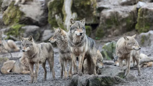 Loup gris (© AB Photography/Getty Images)