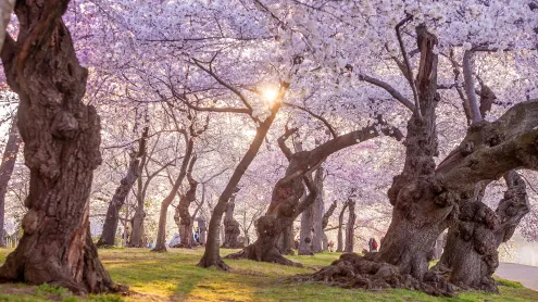 The National Cherry Blossom Festival in Washington, DC (© f11photo/Getty Images)