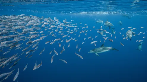 Atlantic spotted dolphins near Santa Maria Island, Azores, Portugal (© Jordi Chias/Minden Pictures)