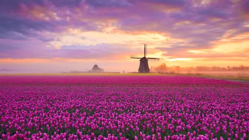Tulip fields in Netherlands (© 1111IESPDJ/Getty Images)